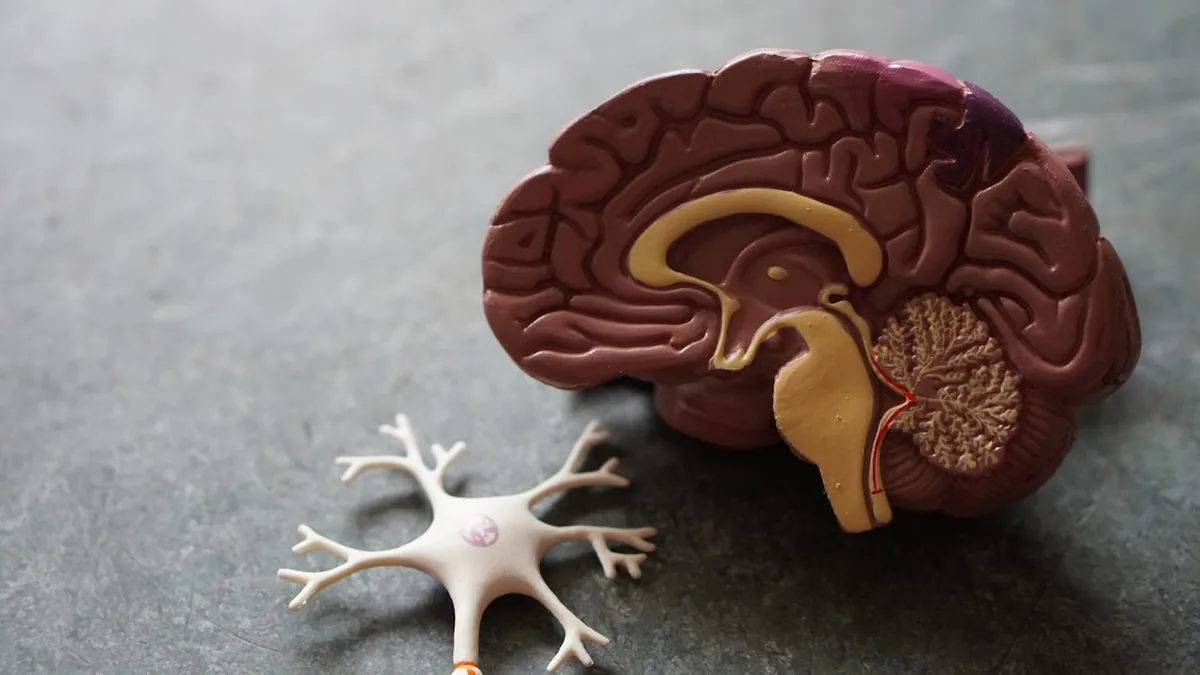 Modelo anatómico de un cerebro, referencia a la salud mental
